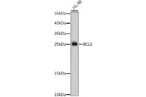 Western blot analysis of extracts of HL-60 cells using Bcl-2 Polyclonal Antibody at dilution of 1:500. (Bcl-2 Antikörper)