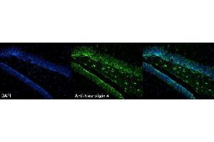 Immunohistochemistry analysis using Mouse Anti-Neuroligin 4 Monoclonal Antibody, Clone S98-7 . (Neuroligin 4 Antikörper  (AA 782-945) (Atto 594))