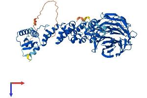 Kelch-Like 24 Protein (KLHL24) (AA 1-600) (His tag)