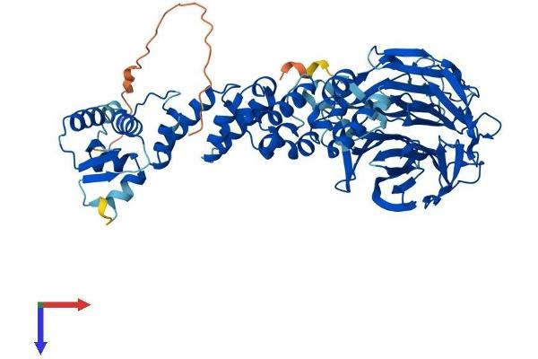 Kelch-Like 24 Protein (KLHL24) (AA 1-600) (His tag)