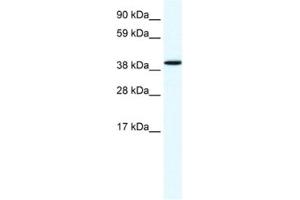 Western Blotting (WB) image for anti-Annexin A7 (ANXA7) antibody (ABIN2461377) (Annexin VII Antikörper)