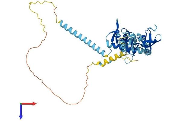 KIN Protein (AA 1-391) (His tag)