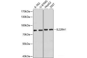 Western blot analysis of extracts of various cell lines using IL22RA1 Polyclonal Antibody at dilution of 1:1000. (IL22 Receptor alpha 1 Antikörper)