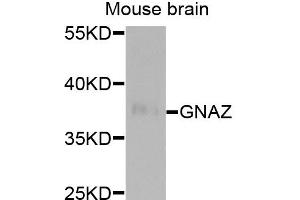 Western blot analysis of extracts of mouse brain, using GNAZ antibody. (GNaZ Antikörper)