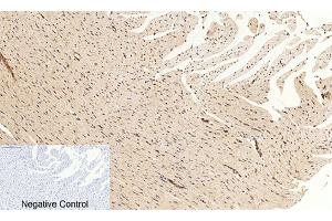Immunohistochemical analysis of paraffin-embedded rat heart tissue.