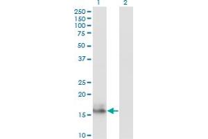 Western Blot analysis of AGR2 expression in transfected 293T cell line by AGR2 monoclonal antibody (M01), clone 1E5. (AGR2 Antikörper  (AA 1-175))
