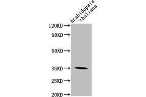 Western Blot Positive WB detected in: Arabidopsis thaliana lysate All lanes: PAP1 antibody at 1:2000 Secondary Goat polyclonal to rabbit IgG at 1/50000 dilution Predicted band size: 35 kDa Observed band size: 35 kDa (PAP1 (AA 56-318) Antikörper)