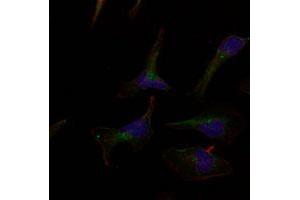 Immunofluorescence staining of methanol-fixed HeLa cells using ERBB3 polyclonal antibody (Cat # PAB12231, Red). (ERBB3 Antikörper  (Tyr1328))