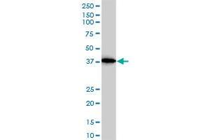 ACTR2 monoclonal antibody (M01), clone 1B10-C4. (ACTR2 Antikörper  (AA 1-394))