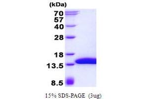 SH3 Domain Binding Glutamic Acid-Rich Protein Like 3 (SH3BGRL3) protein (His tag)