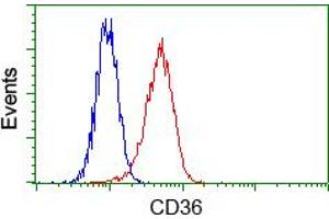 Flow cytometric analysis of Hela cells, using anti-CD36 antibody (ABIN2452887), (Red) compared to a nonspecific negative control antibody (TA50011) (Blue). (CD36 Antikörper)