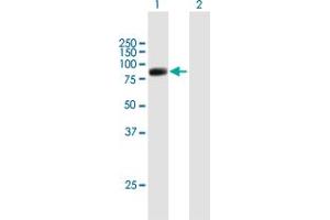 Western Blot analysis of RFX2 expression in transfected 293T cell line by RFX2 MaxPab polyclonal antibody. (RFX2 Antikörper  (AA 1-723))