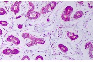 Anti-HSPE1 / CPN10 antibody IHC staining of human breast. (HSPE1 Antikörper)