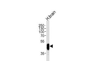 Western blot analysis of lysate from human brain tissue lysate, using PFTK1 Antibody (N-term P82) (ABIN390748 and ABIN2841011). (CDK14 Antikörper  (N-Term))