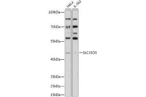 Western blot analysis of extracts of various cell lines, using SLC35D3 antibody (ABIN7270452) at 1:1000 dilution. (SLC35D3 Antikörper  (AA 310-390))