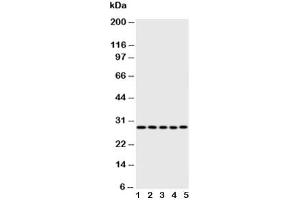 Western Blotting (WB) image for anti-Caspase 14, Apoptosis-Related Cysteine Peptidase (CASP14) (AA 223-242) antibody (ABIN3030293)