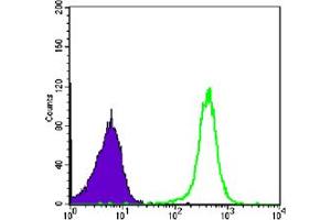 Flow cytometric analysis of COS7 cells using CBX1 mouse mAb (green) and negative control (purple). (CBX1 Antikörper)