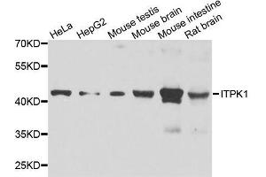 Western blot analysis of extracts of various cell lines, using ITPK1 antibody. (ITPK1 Antikörper  (AA 185-414))