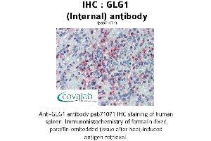 Image no. 1 for anti-Golgi Glycoprotein 1 (GLG1) (Internal Region) antibody (ABIN1734715)