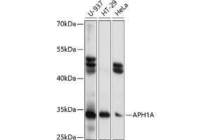 Western blot analysis of extracts of various cell lines, using A antibody (ABIN7265628) at 1:1000 dilution.