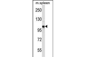 GPRASP2 Antibody (N-term) (ABIN657059 and ABIN2846225) western blot analysis in mouse spleen tissue lysates (35 μg/lane).