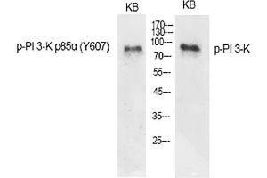 Western Blot analysis of various cells using Phospho-PI 3-kinase p85α (Y607) Polyclonal Antibody diluted at 1:1000. (PIK3R1 Antikörper  (pTyr607))