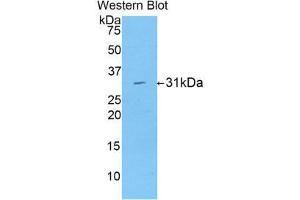 Western Blotting (WB) image for anti-Low Density Lipoprotein Receptor-Related Protein Associated Protein 1 (LRPAP1) (AA 90-342) antibody (ABIN1859711) (LRPAP1 Antikörper  (AA 90-342))