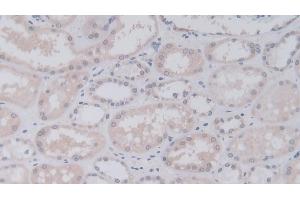 Immunohistochemistry (IHC) image for anti-Junctional Adhesion Molecule 2 (JAM2) (AA 74-250) antibody (ABIN7440674)