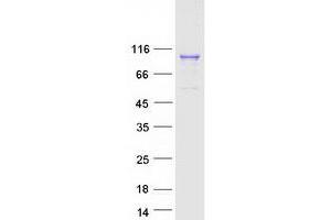 Western Blotting (WB) image for Importin 9 (IPO9) protein (Myc-DYKDDDDK Tag) (ABIN2730460)