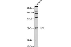 Western blot analysis of extracts of Rat brain, using IL18 antibody (ABIN3021464, ABIN3021465, ABIN3021466 and ABIN1513081) at 1:1000 dilution. (IL-18 Antikörper  (AA 37-193))