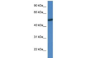 Western Blotting (WB) image for anti-Mitogen-Activated Protein Kinase 10 (MAPK10) (N-Term) antibody (ABIN2787361)