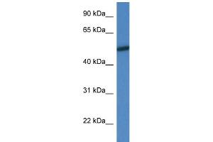 WB Suggested Anti-Mapk10 Antibody Titration: 1. (MAPK10 Antikörper  (N-Term))