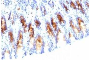 IHC testing of rat stomach stained with MUC5AC antibody (45M1). (MUC5AC Antikörper)