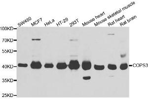 Western blot analysis of extracts of various cell lines, using COPS3 antibody (ABIN5974222) at 1/1000 dilution. (COPS3 Antikörper)