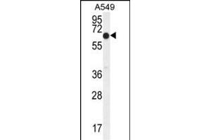 ELL Antibody (C-term) (ABIN654130 and ABIN2844004) western blot analysis in A549 cell line lysates (35 μg/lane). (ELL Antikörper  (C-Term))