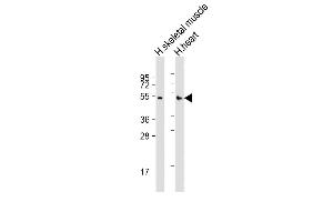 All lanes : Anti-RHBDL1 Antibody (Center) at 1:2000 dilution Lane 1: human skeletal muscle lysates Lane 2: human heart lysates Lysates/proteins at 20 μg per lane. (RHBDL1 Antikörper  (AA 148-182))