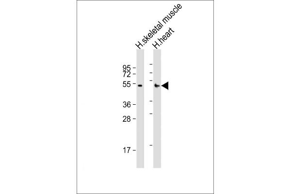 RHBDL1 抗体  (AA 148-182)