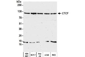 Western Blotting (WB) image for anti-CCCTC-Binding Factor (Zinc Finger Protein) (CTCF) (AA 650-700) antibody (ABIN7454643)