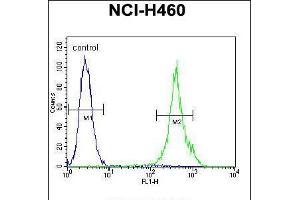 Flow cytometric analysis of NCI-H460 cells (right histogram) compared to a negative control cell (left histogram). (MAML1 Antikörper  (AA 198-225))