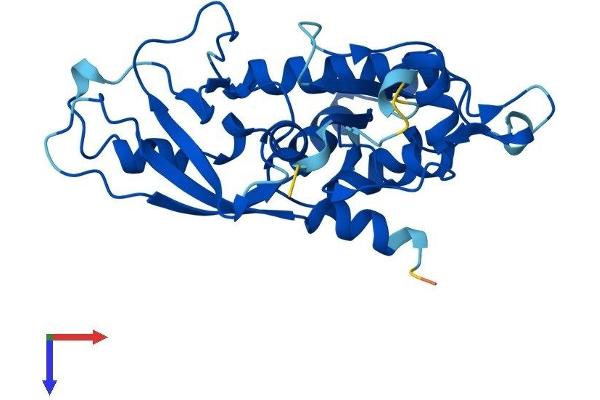 ATG5 Protein (AA 1-275) (His tag)