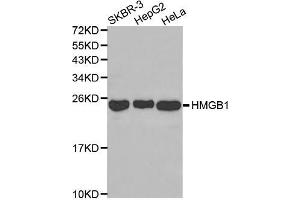 Western blot analysis of extracts of various cell lines, using HMGB1 antibody (ABIN3059694). (HMGB1 Antikörper)