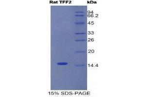 SDS-PAGE (SDS) image for Trefoil Factor 2 (TFF2) (AA 27-129) protein (His tag) (ABIN1980818) (Trefoil Factor 2 Protein (TFF2) (AA 27-129) (His tag))