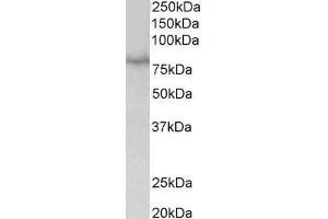 ABIN870636 (1µg/ml) staining of HEK293 lysate (35µg protein in RIPA buffer). (SIM1 Antikörper  (Internal Region))