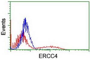 HEK293T cells transfected with either RC223300 overexpress plasmid (Red) or empty vector control plasmid (Blue) were immunostained by anti-ERCC4 antibody (ABIN2454840), and then analyzed by flow cytometry. (ERCC4 Antikörper)