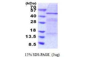 SDS-PAGE (SDS) image for Elongator Acetyltransferase Complex Subunit 4 (ELP4) (AA 1-424) protein (His tag) (ABIN5778956) (ELP4 Protein (AA 1-424) (His tag))
