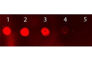 Dot Blot of Sheep IgG Antibody Fluorescein Conjugated. (Esel anti-Schaf IgG (Heavy & Light Chain) Antikörper (FITC) - Preadsorbed)