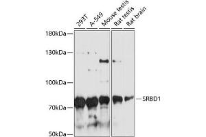 Western blot analysis of extracts of various cell lines, using SRBD1 antibody (ABIN6128690, ABIN6148426, ABIN6148427 and ABIN6217143) at 1:3000 dilution. (SRBD1 Antikörper  (AA 330-600))