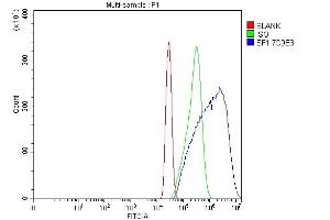 Flow Cytometry analysis of Neuro-2a cells using anti-splicing factor 1 antibody (ABIN7600194). (Splicing Factor 1 Antikörper  (AA 160-266))