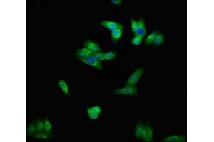 Immunofluorescent analysis of HepG2 cells using ABIN7151385 at dilution of 1:100 and Alexa Fluor 488-congugated AffiniPure Goat Anti-Rabbit IgG(H+L) (ENPP1 Antikörper  (AA 1-75))