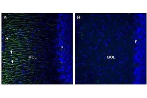 Expression of Otopetrin-1 in rat cerebellum. (Otopetrin 1 (OTOP1) Peptid)